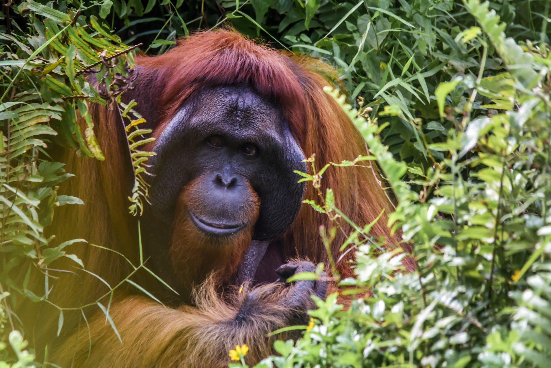 Groepsreis Maleisië + Borneo (31 juli t/m 9 augustus 2027)