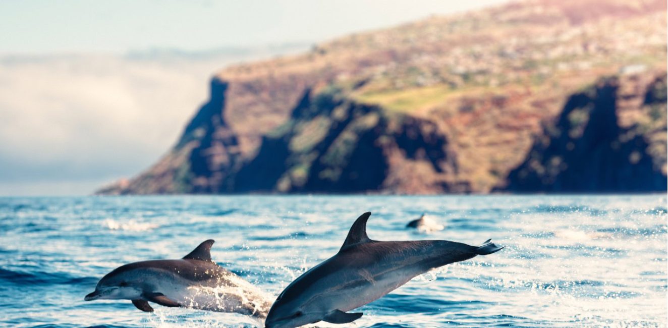 Untitled design – 14 Untitled design - 14