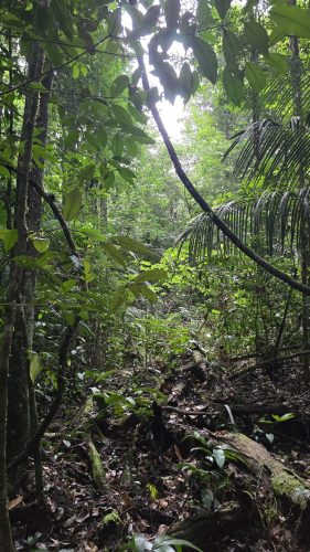 Suriname-regenwoud3