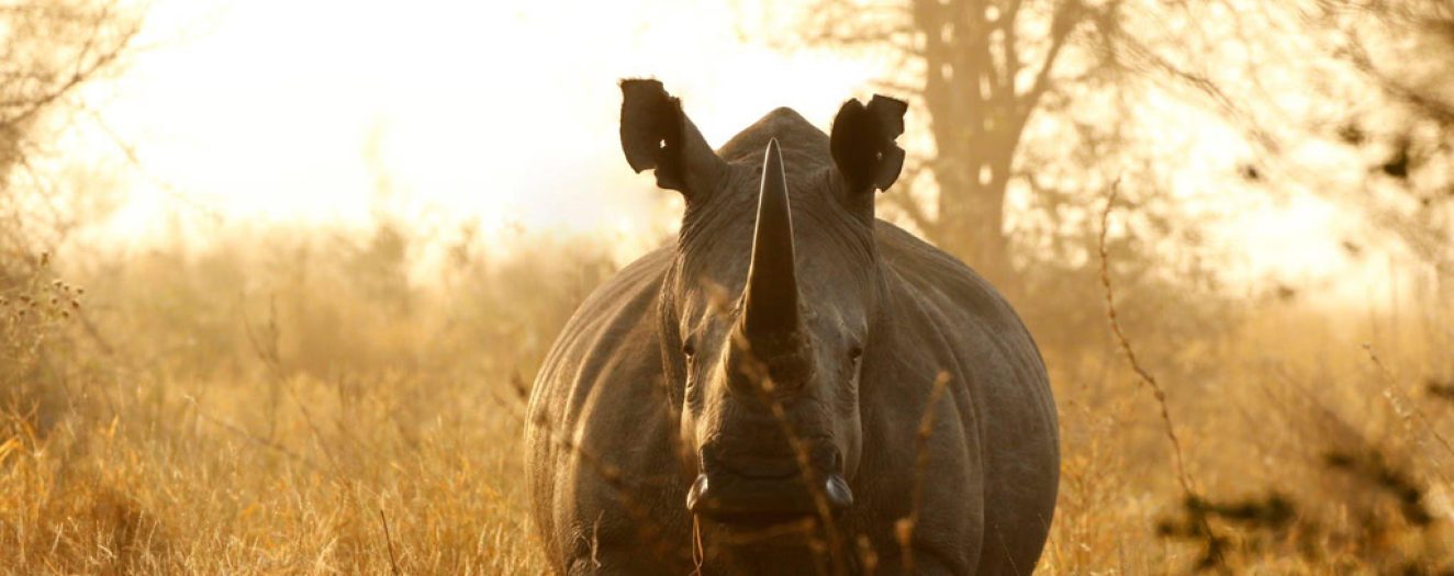 Tanzania-neushoorn