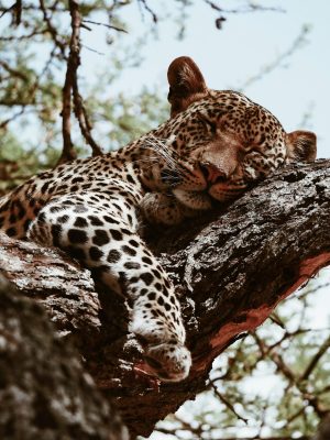 Tanzania-Cheetah2-Unsplash