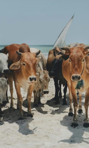 Tanzania-Zanzibar7-Unsplash