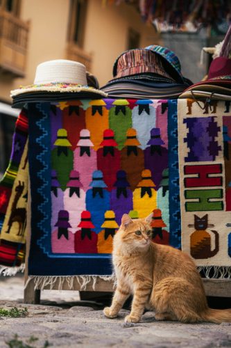 Peru-Cat-Unsplash